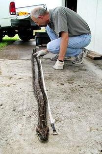 吃人蛇的图片大全,吃人蛇图片大全背后的恐怖真相