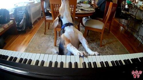 弹琴唱歌搞笑,一场别开生面的搞笑弹唱盛宴